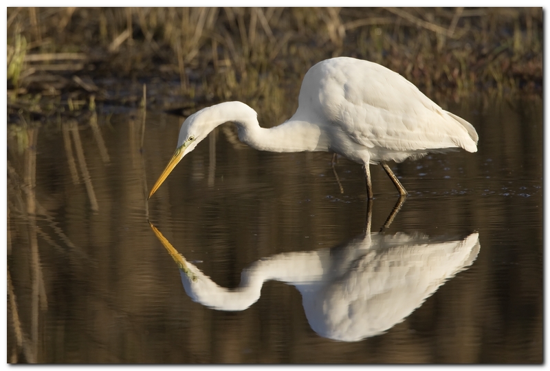 Airone Bianco Maggiore
