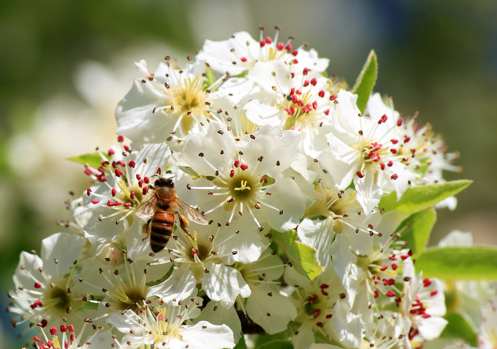 un'ape sui fiori di mandorlo