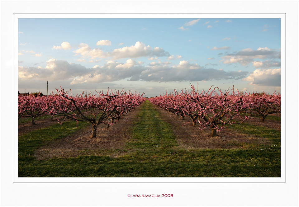 Semplicemente.... in rosa