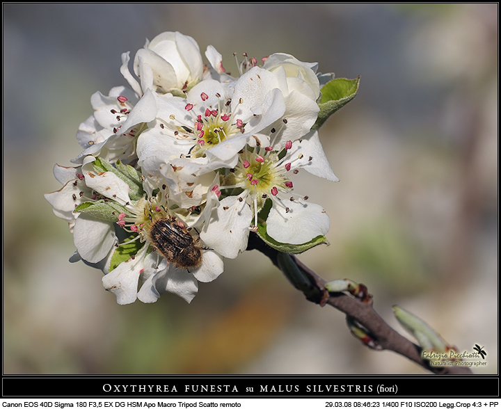 Oxythyrea funesta su malus sivestris