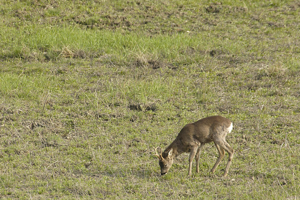 Un maschio adulto che ha appena pulito il palco