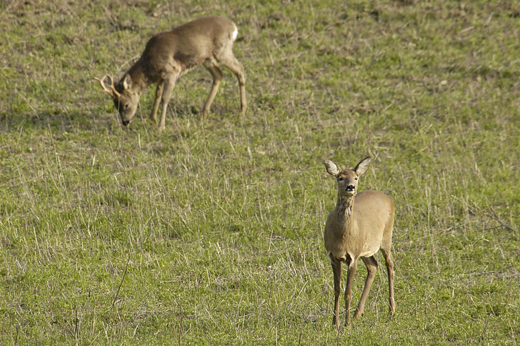 Eppure c'� qualcosa...