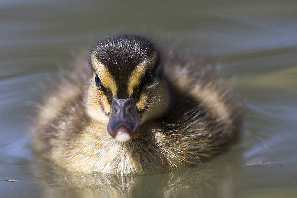 Il Piccolo... anatroccolo