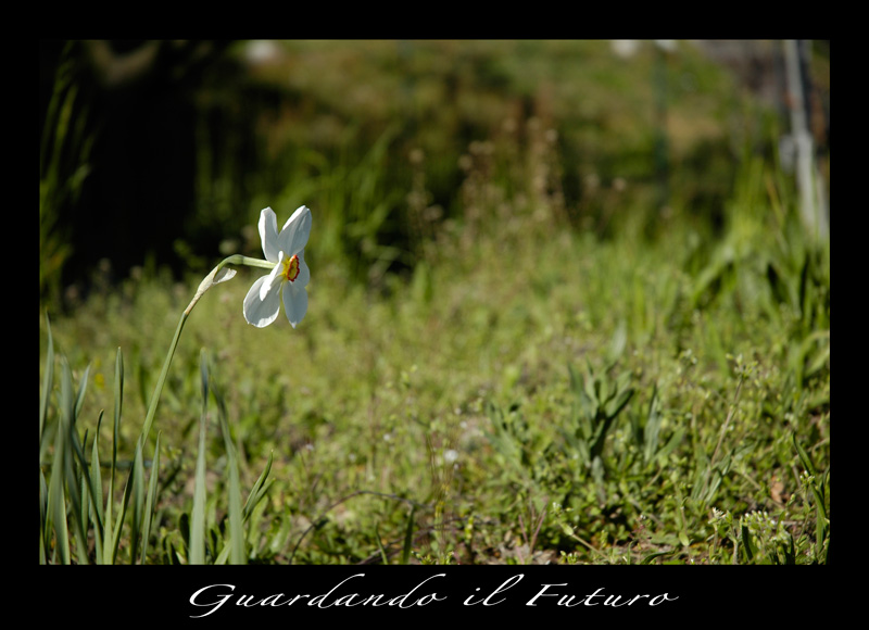 Guardando il Futuro...