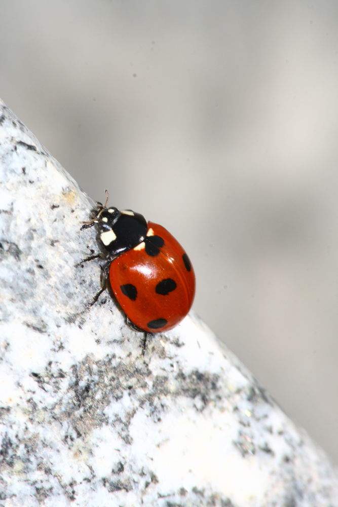la salita che fatica!!!!