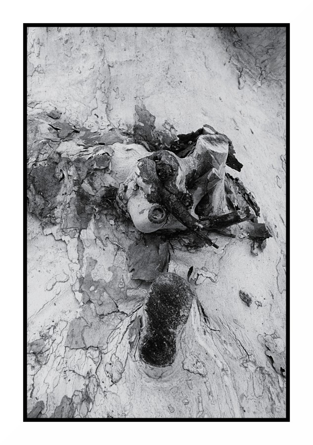 Bianco & Nero con tronco d'albero # 2