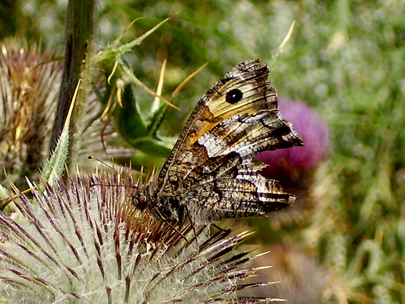 Farfalla con ala rotta