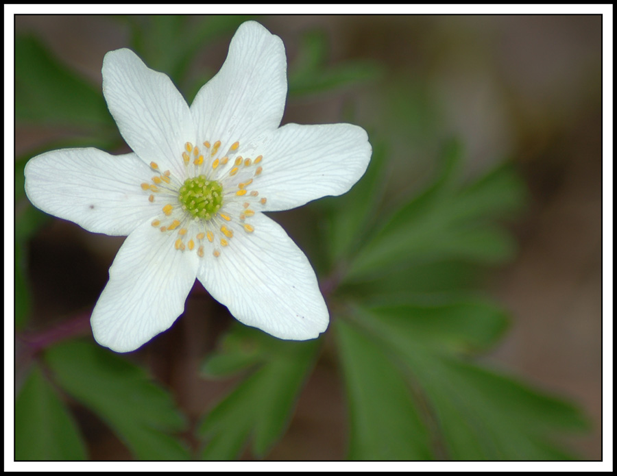 Anemone bianco