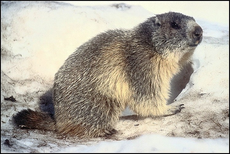 MARMOTTA DOPO IL LETARGO