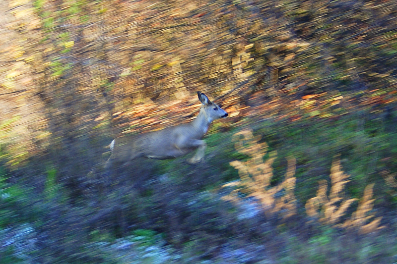 capriolo in partenza