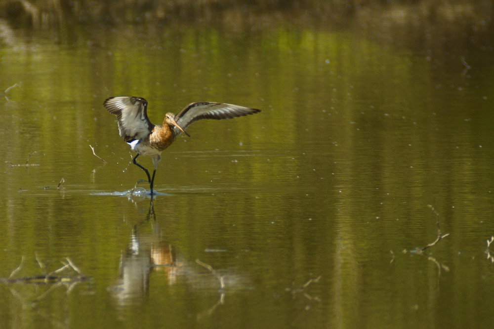 Atterraggio della pittima