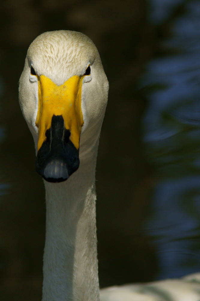 Ritratti di animali - Cigno