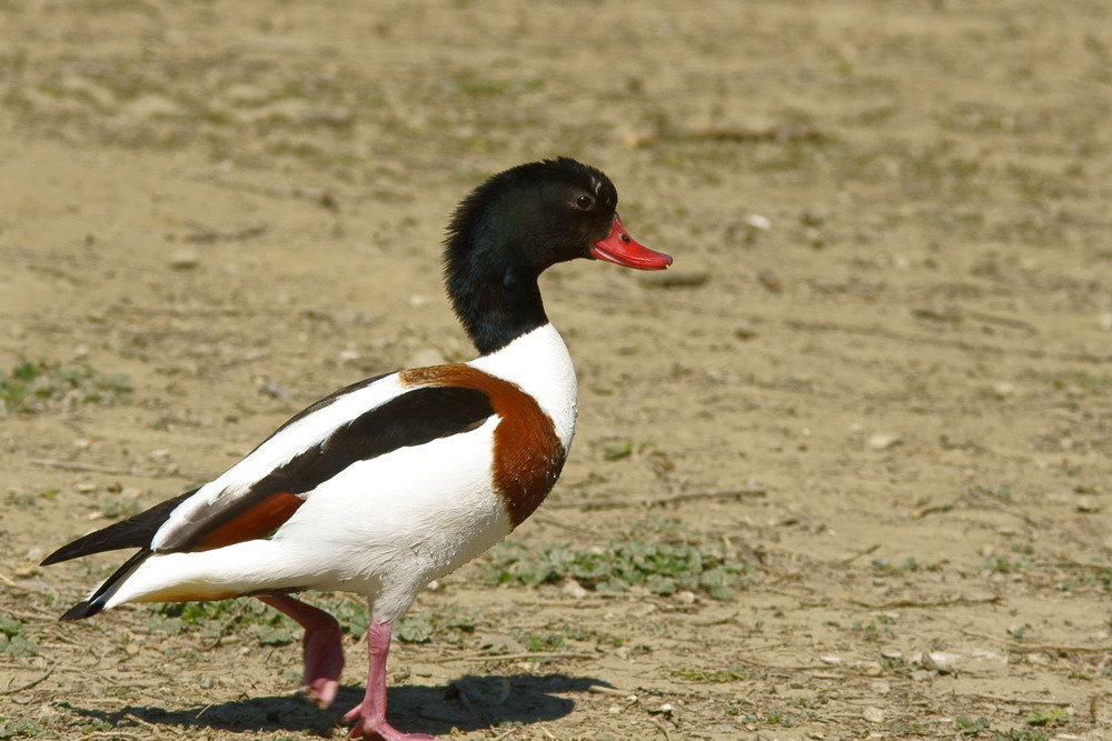 Appena uscito dall'acqua
