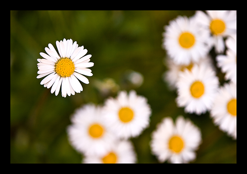 la piu bella sono io!