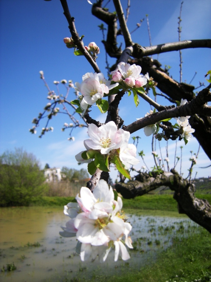 il melo in fiore