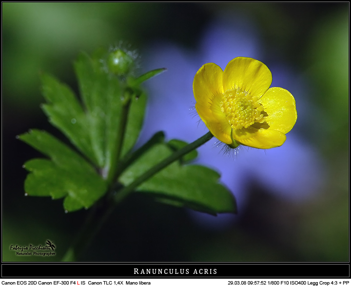 Alone naturale... floreale!
