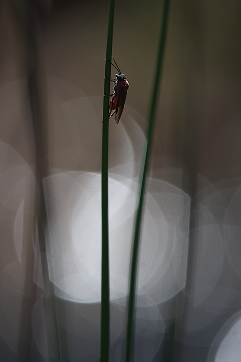 Arrampicatore asociale