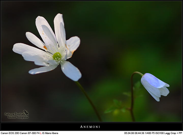 La Magya... nel bosco!