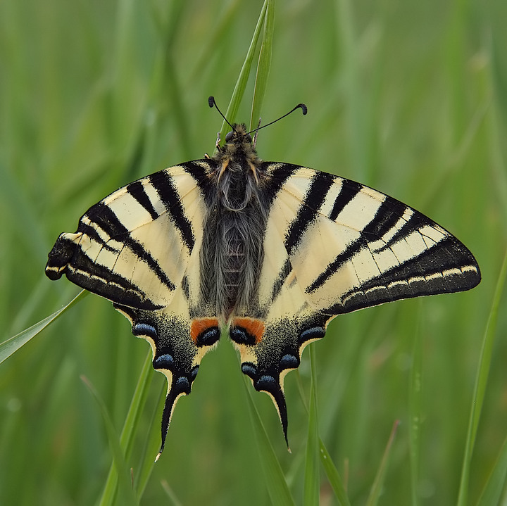 un'aquilone sul prato