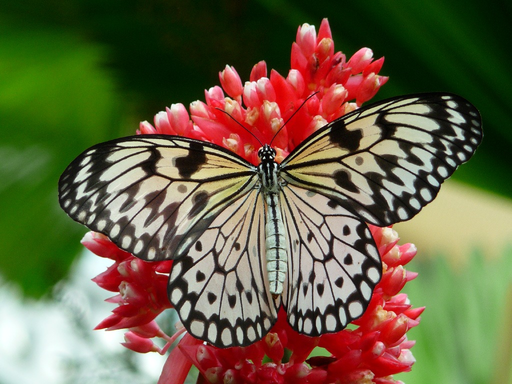 Idea Leuconoe (farfalla tropicale)