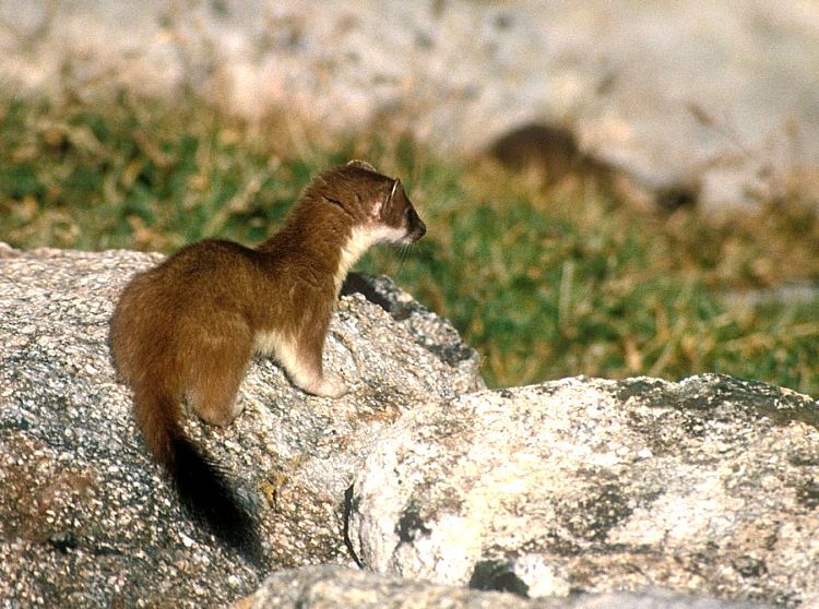 ERMELLINO IN APPOSTAMENTO