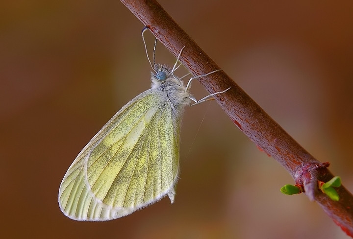 Leptidea sinapis (Pieridae)