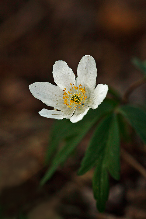 Anemone nemorosa