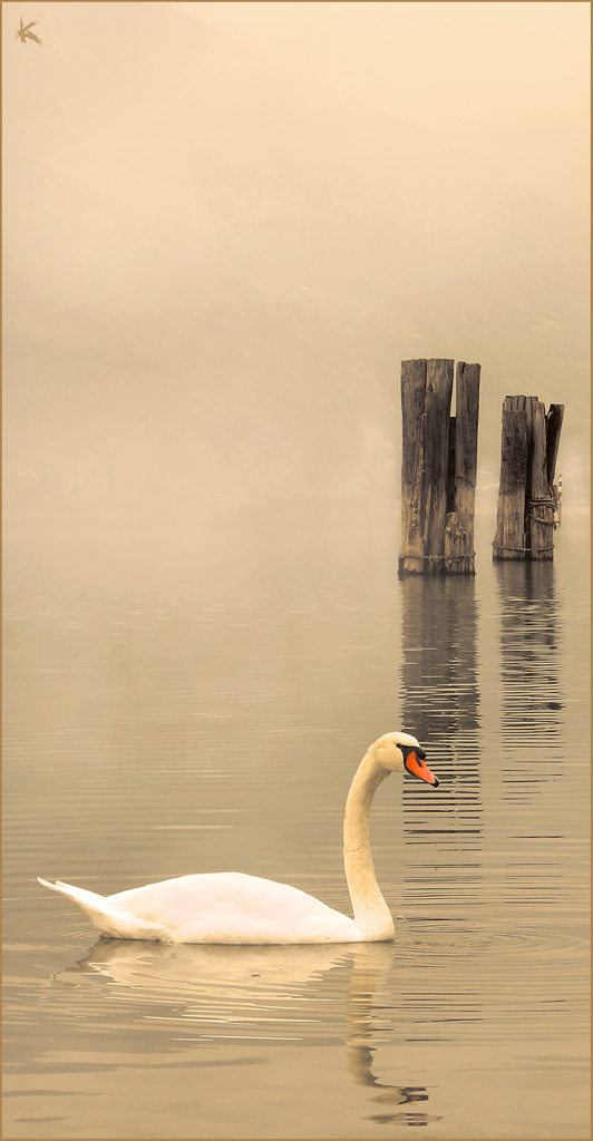 Il lago dei cigni