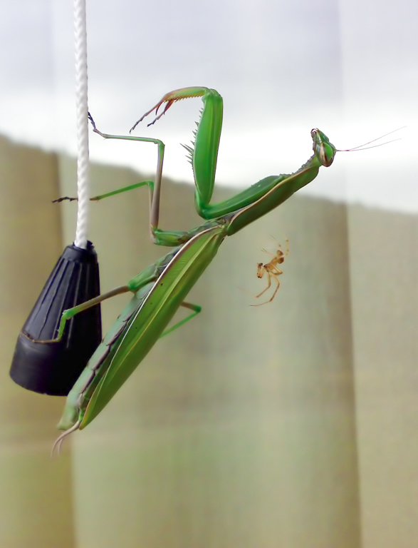 Incontri ravvicinati