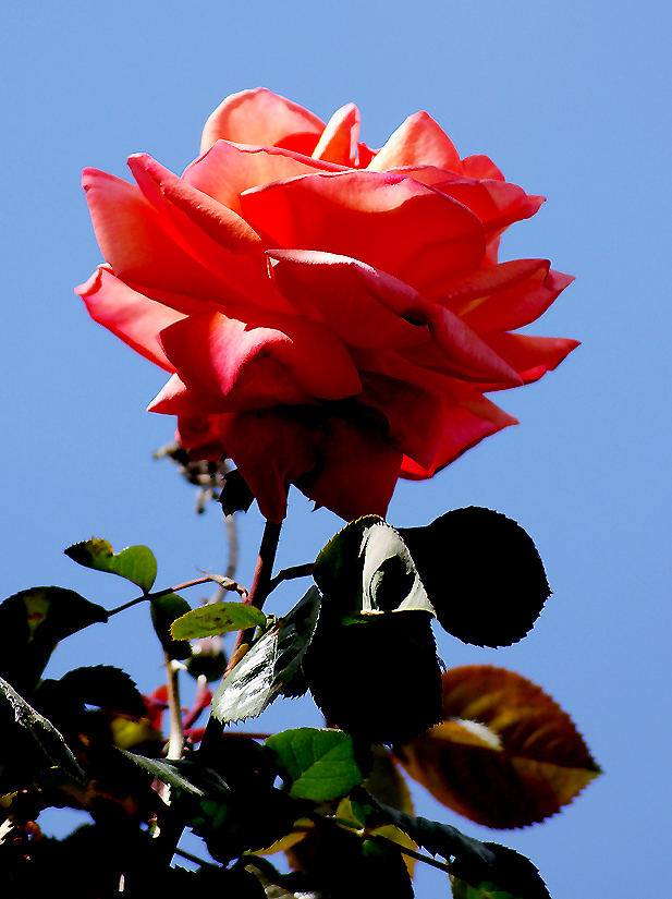 Rosa 3 ...