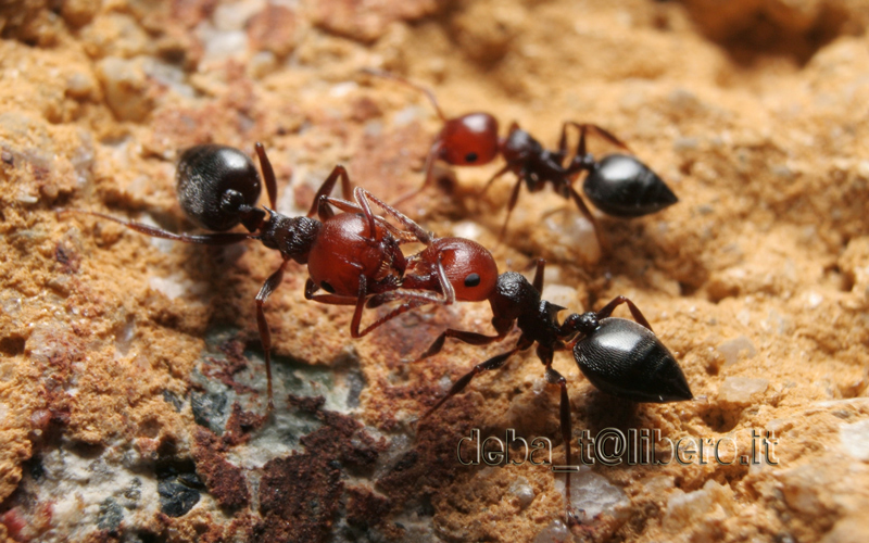 formiche