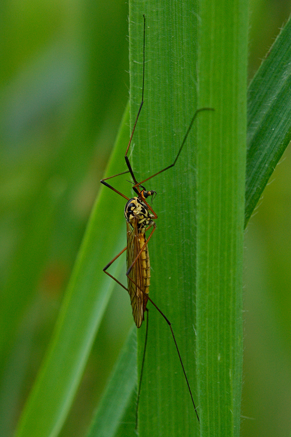 Zanzara Culex in riposo