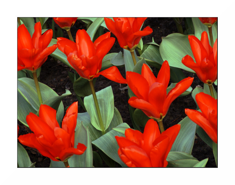 Primi colori di primavera