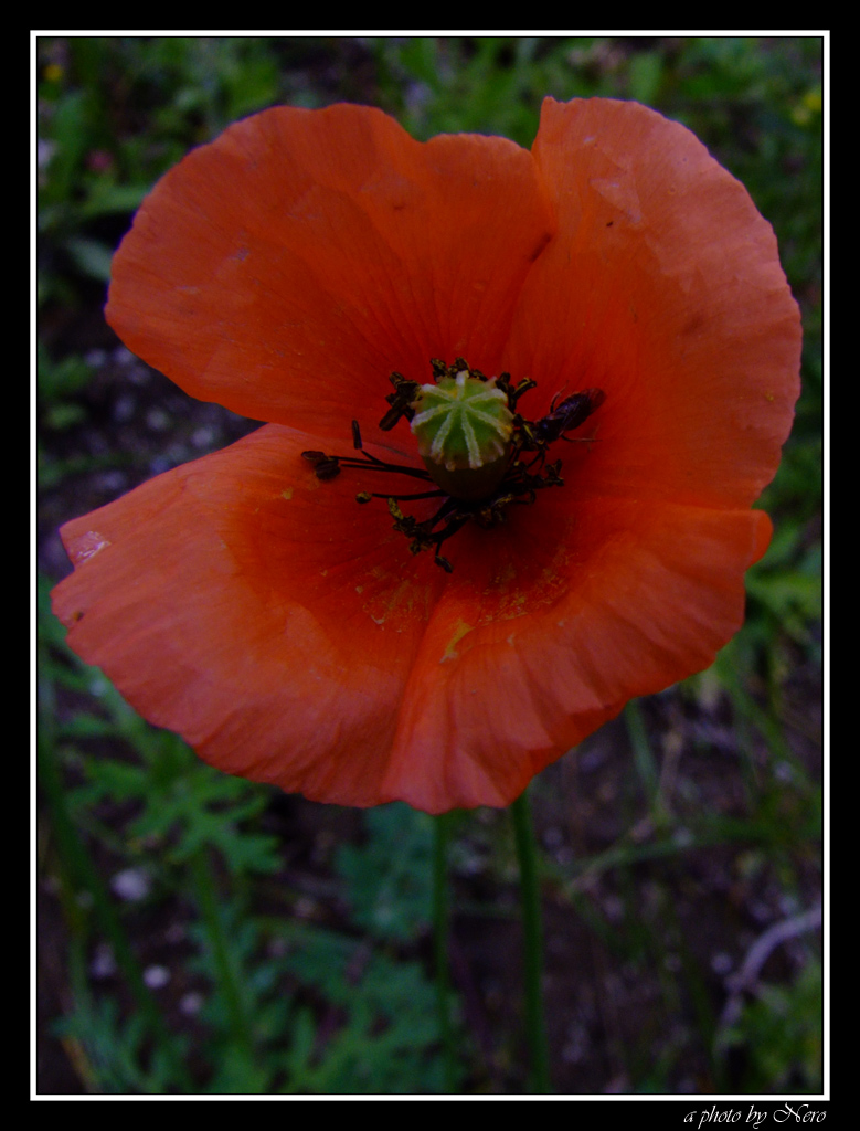 Walking on the Red 2