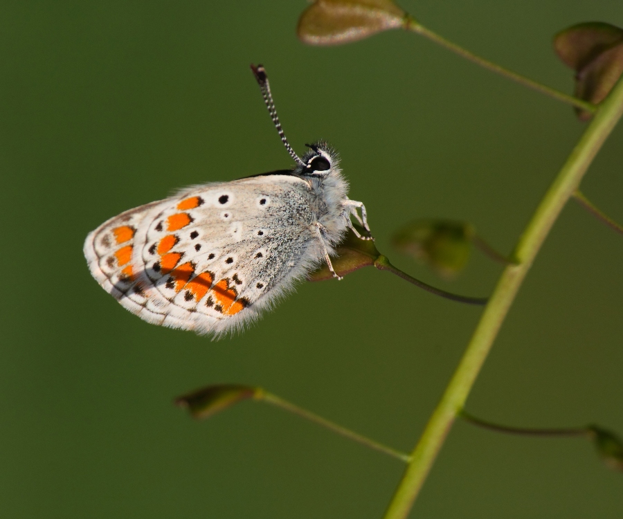 Plebejus argus femmina