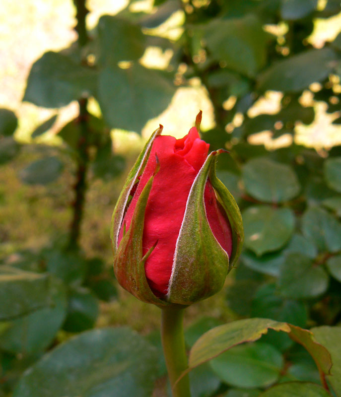 Modesto omaggio alla primavera