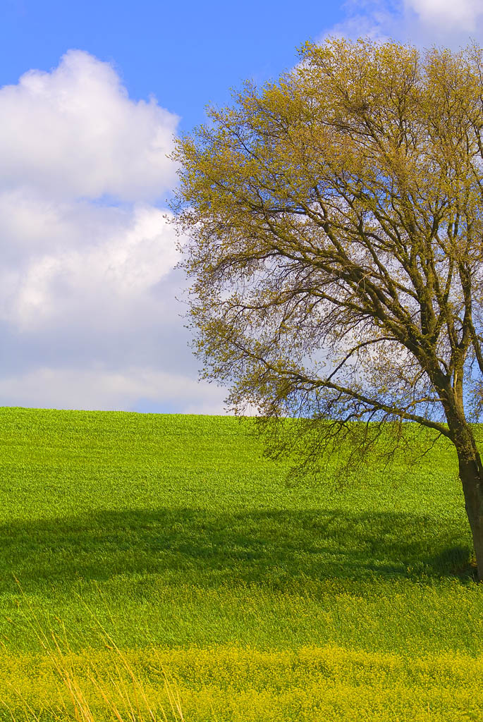 Sara' arrivata la primavera?
