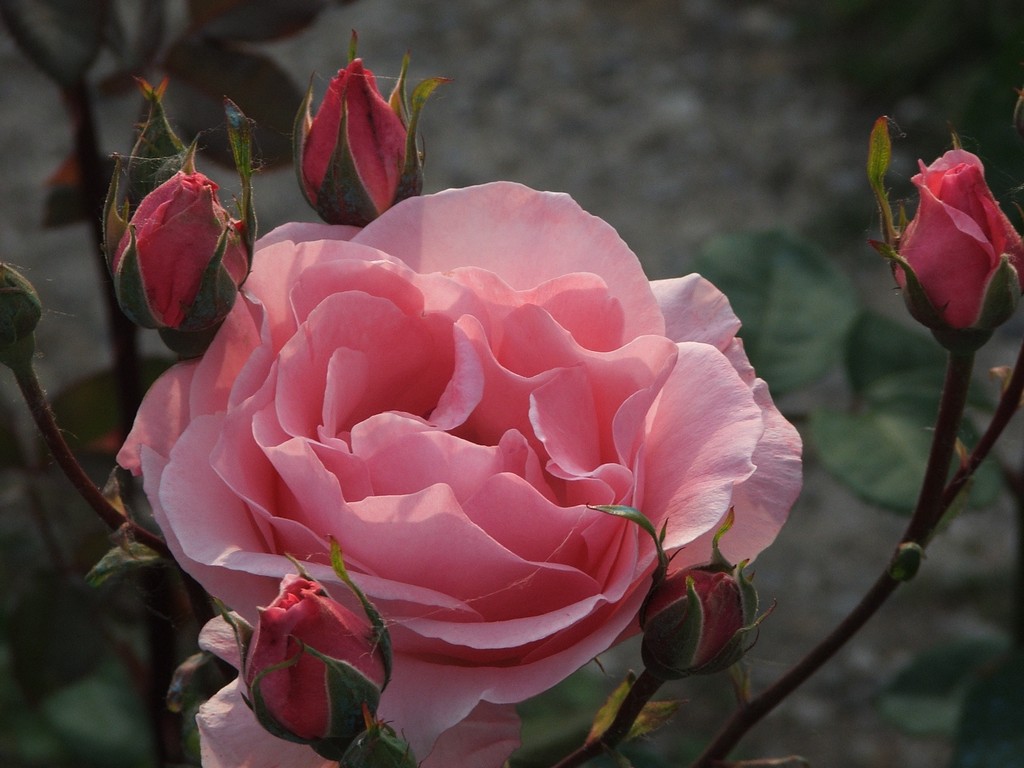 Rosa - Rosae