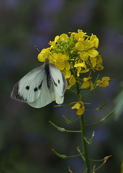alice nel paese delle meraviglie