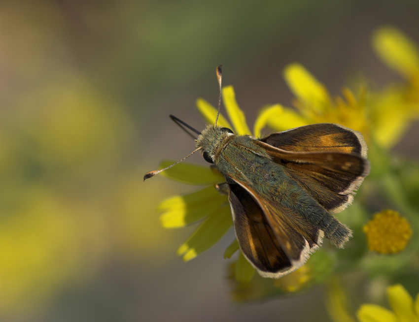 .-.-. F pelosa .-.-.