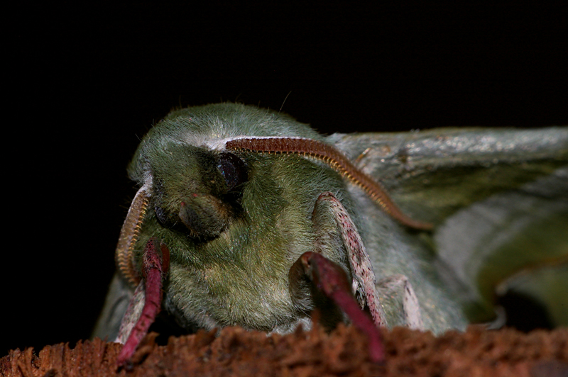 Farfalla notturna ( serie )