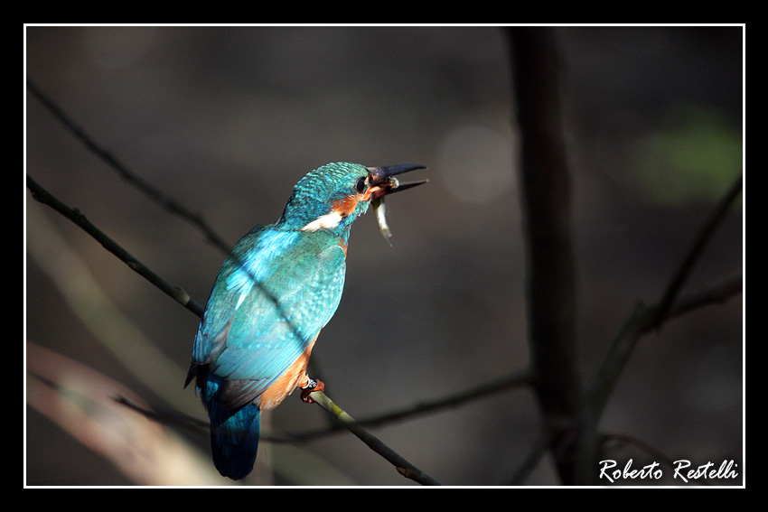 Martino buon pranzo....