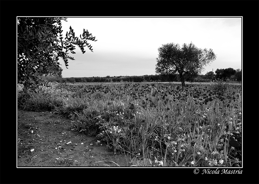 I colori della primavera in B&N