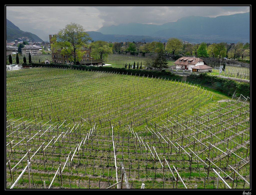 Filari... (riproposta)