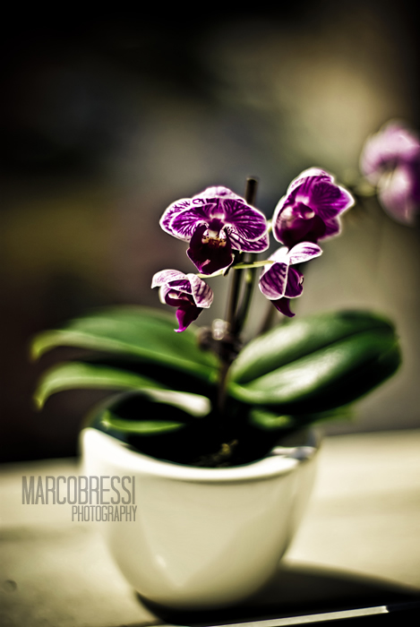 Mini phalaenopsis