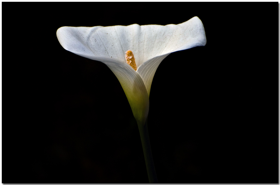 calla lily