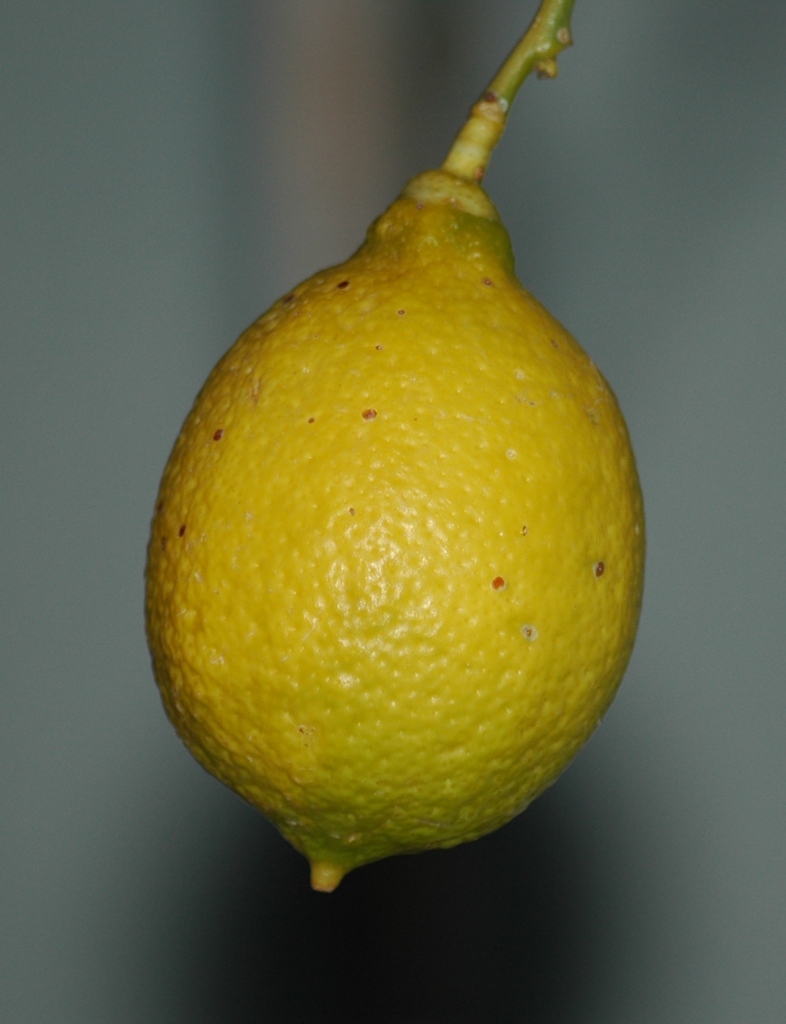 Limone