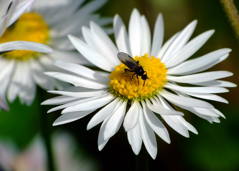 Bellis perennis