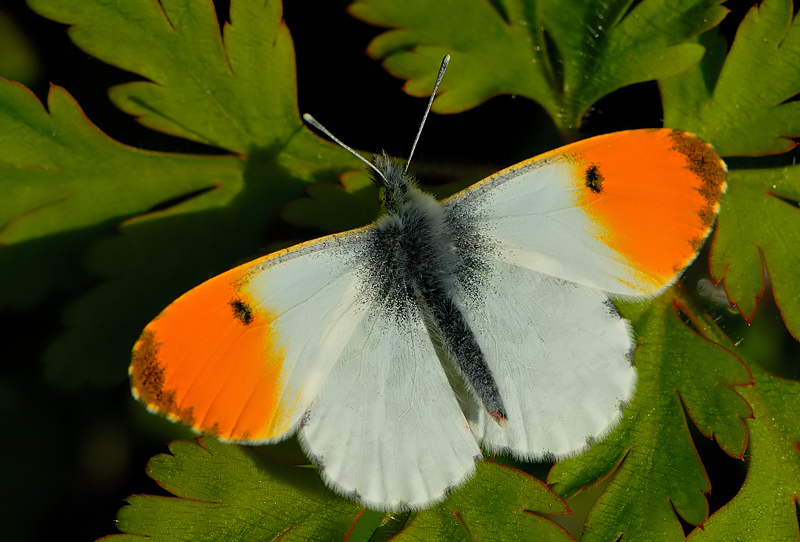 Anthocaris cardamine