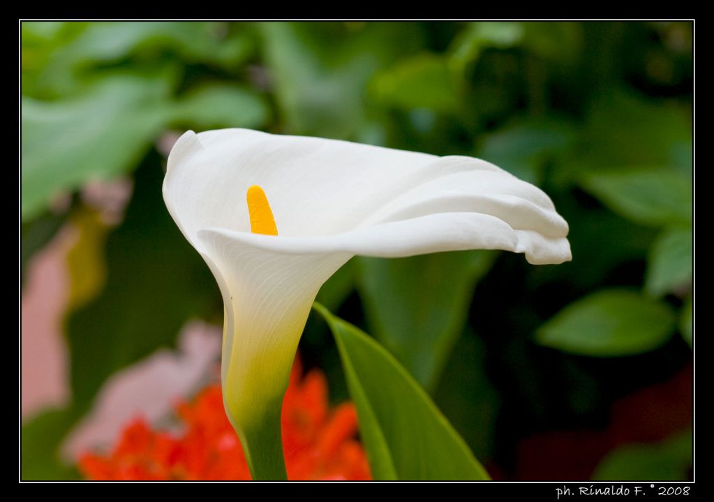 Calla